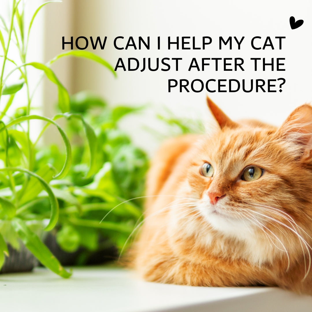 How Can I Help My Cat Adjust After the Procedure?