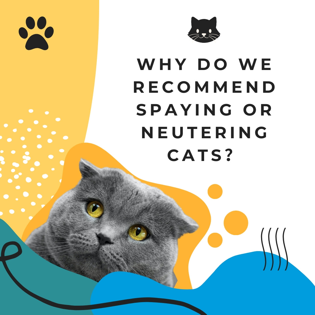 Why Do We Recommend Spaying or Neutering Cats?