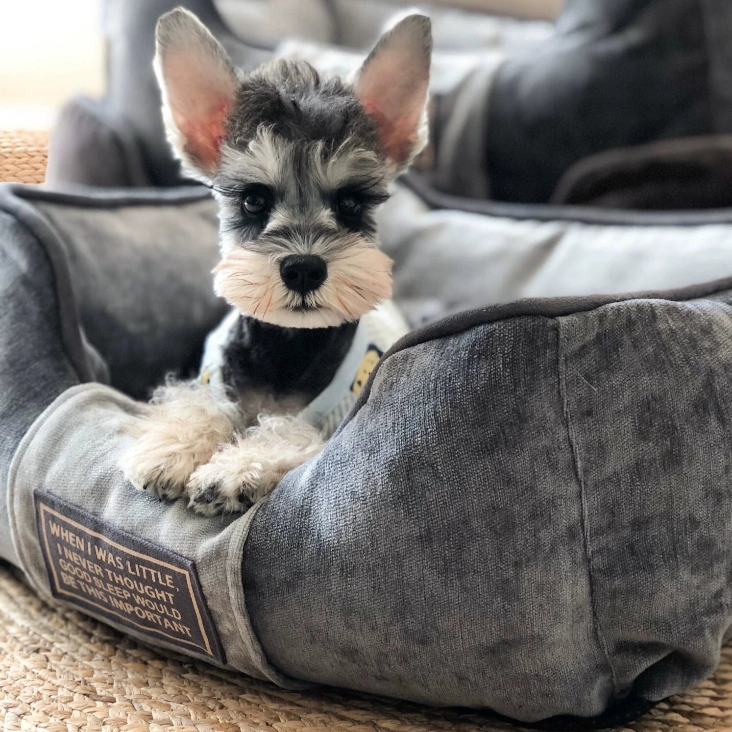 Deep Grey Soft Dog Bed