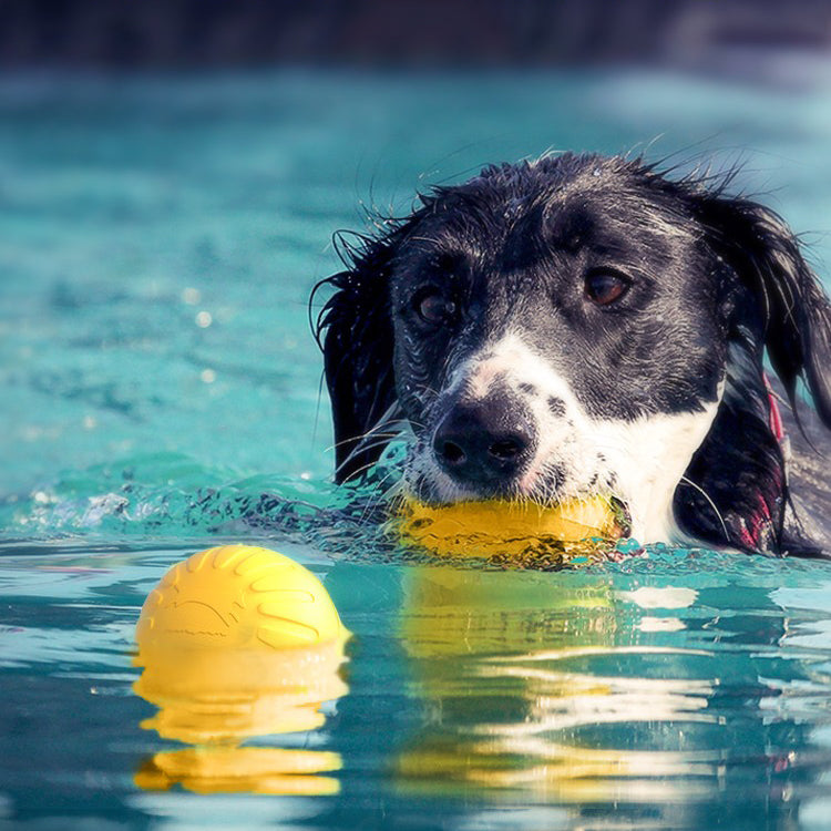 Outdoor Training Ring Frisbee Ball Dog Toy Set